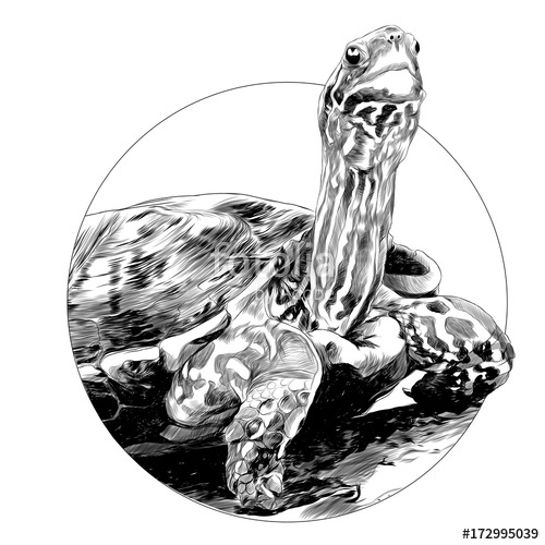 Turtle Head Drawing at PaintingValley.com | Explore collection of ...