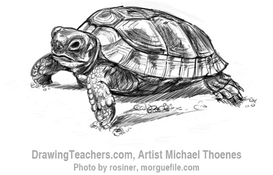 550x353 How To Draw A Turtle Walking - Turtle Images Drawing