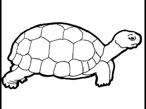 480x360 How To Draw A Turtle - Turtle Images Drawing