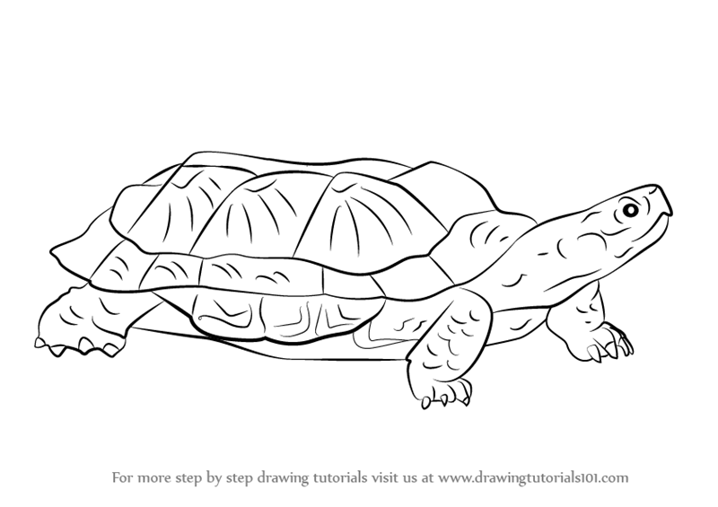 800x565 Learn How To Draw A Wood Turtle - Turtle Images Drawing