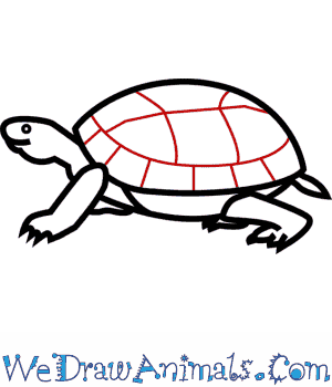 300x350 How To Draw An Eastern Box Turtle - Turtle Line Drawing