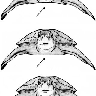 Turtle Line Drawing At Paintingvalley.com 