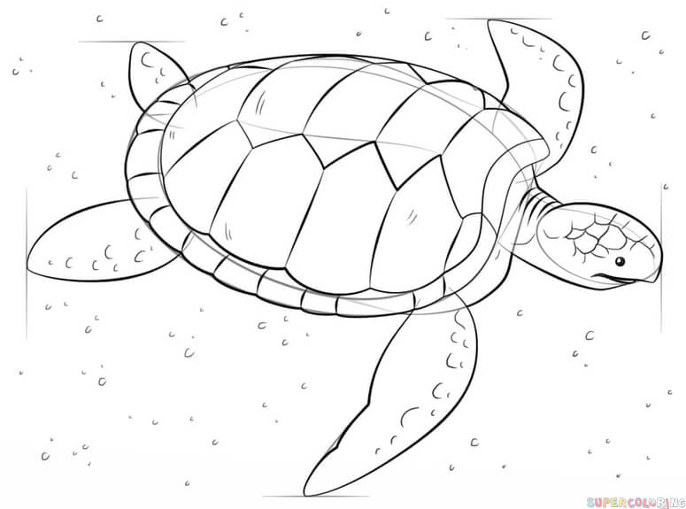 Turtle Line Drawing at Explore collection of