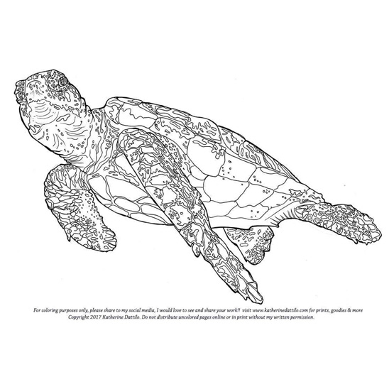 548x548 Sea Turtle Coloring - Turtle Line Drawing