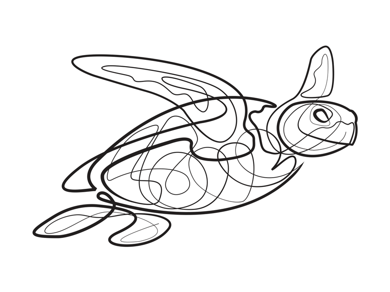 800x600 Single Line Turtle - Turtle Line Drawing