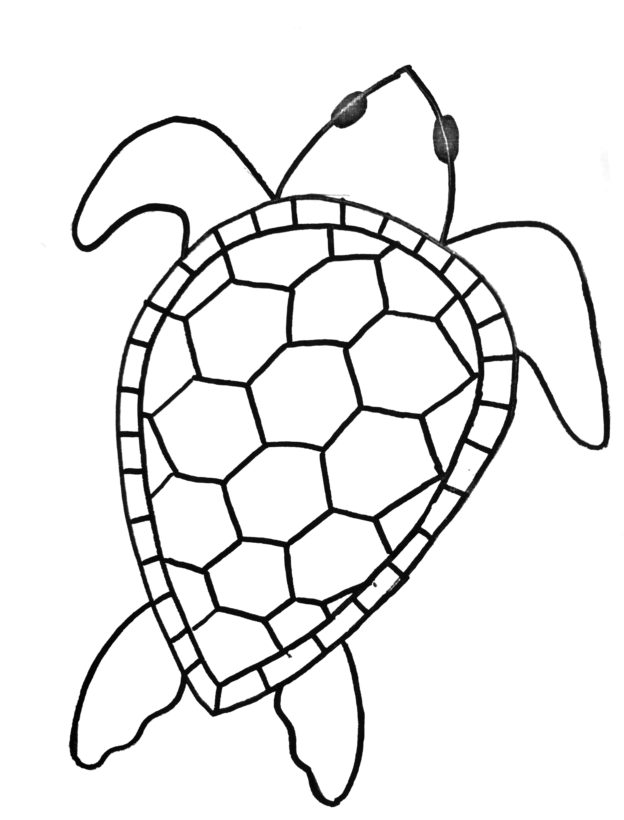 Turtle Line Drawing at PaintingValley.com | Explore collection of ...