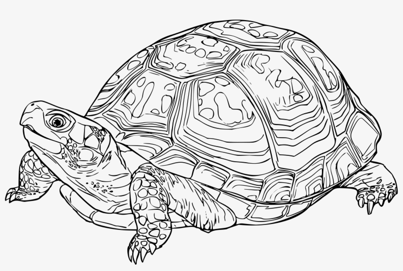 820x553 Turtle Line Drawing At Getdrawings - Turtle Line Drawing