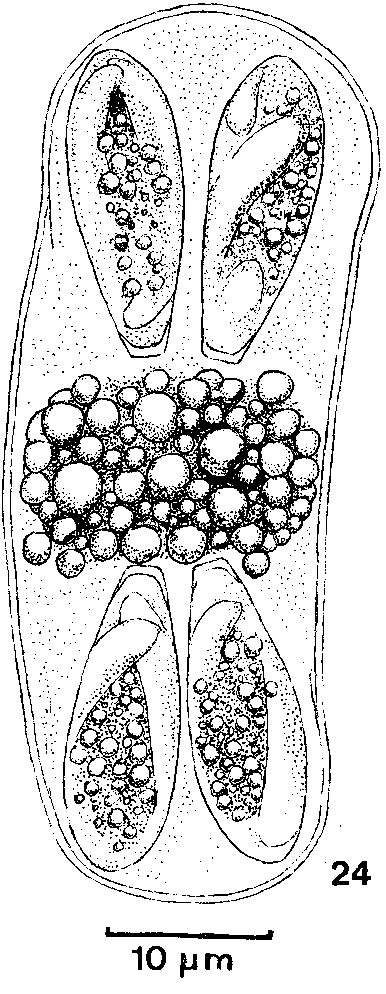 386x994 Line Drawing Of A Mature Oocyst Of Eimeria Peltocephali N Sp - Turtle Line Drawing