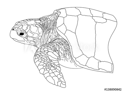 500x375 A Line Drawing Of A Loggerhead Sea Turtle - Turtle Line Drawing