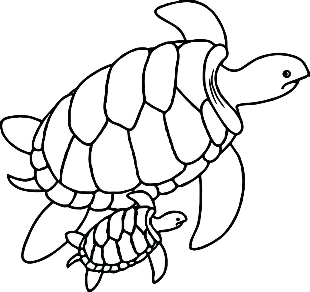 1024x966 Genuine Sea Turtle Outline Drawing At Getdrawings Com Free - Turtle Outline Drawing
