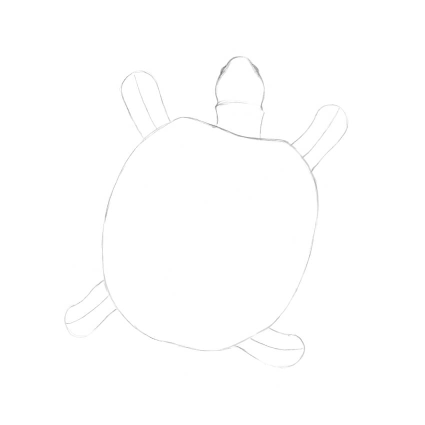 850x850 How To Draw A Turtle - Turtle Outline Drawing