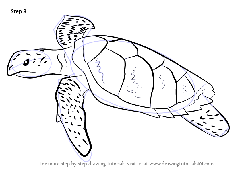 843x596 Learn How To Draw A Hawksbill Turtle - Turtle Outline Drawing