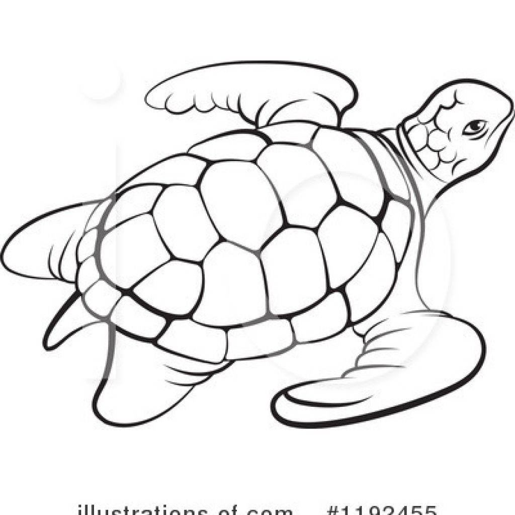 Turtle Outline Drawing at Explore collection of