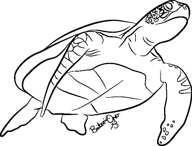 633x481 sea turtle outline new sea turtle outline coloring pages - Turtle Outline Drawing