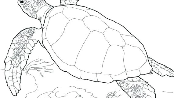 570x320 sea turtle outline sea turtle outline pictures - Turtle Outline Drawing