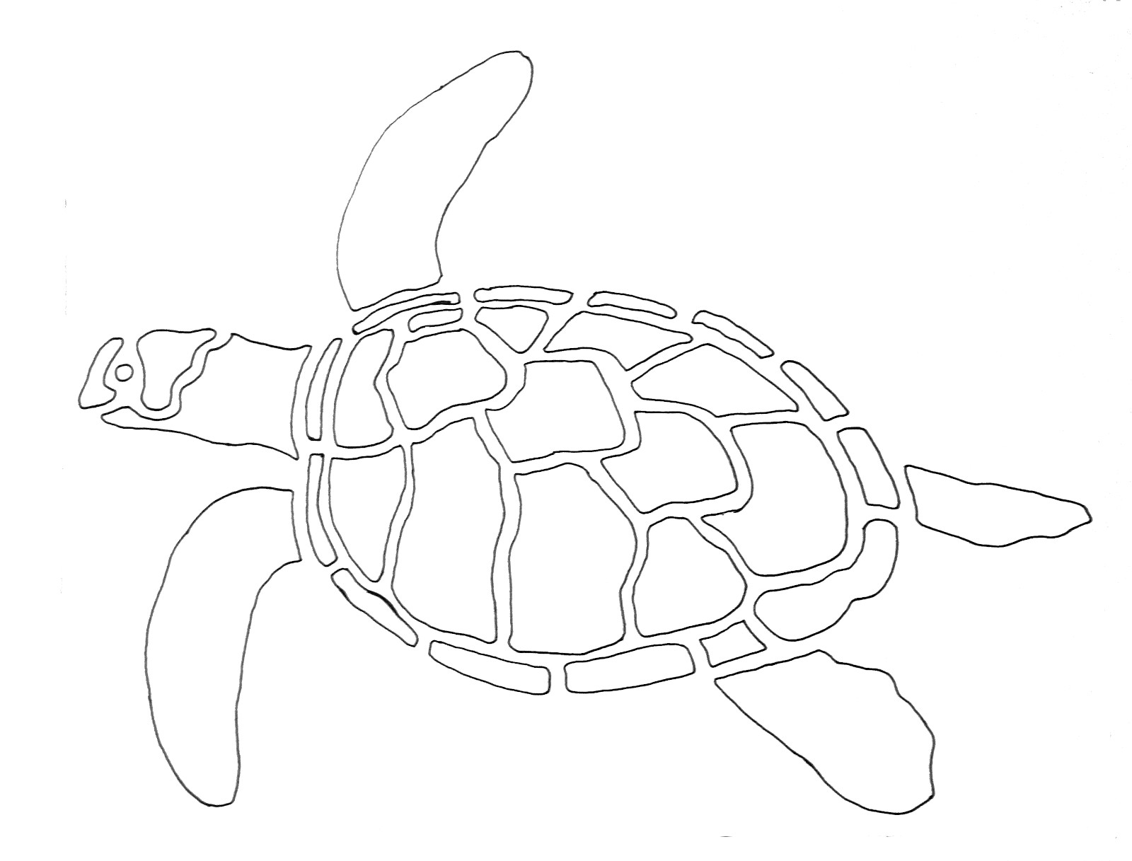 Turtle Outline Drawing at Explore collection of