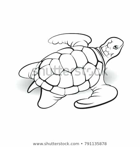 450x470 turtle outline to tattoos turtle outline coloring turtle outline - Turtle Outline Drawing