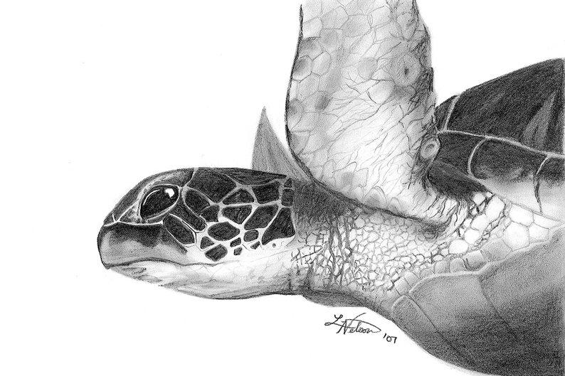 794x529 Brian's Turtle Fine Art Print Graphite Pencil Drawing Etsy - Turtle Pencil Drawing