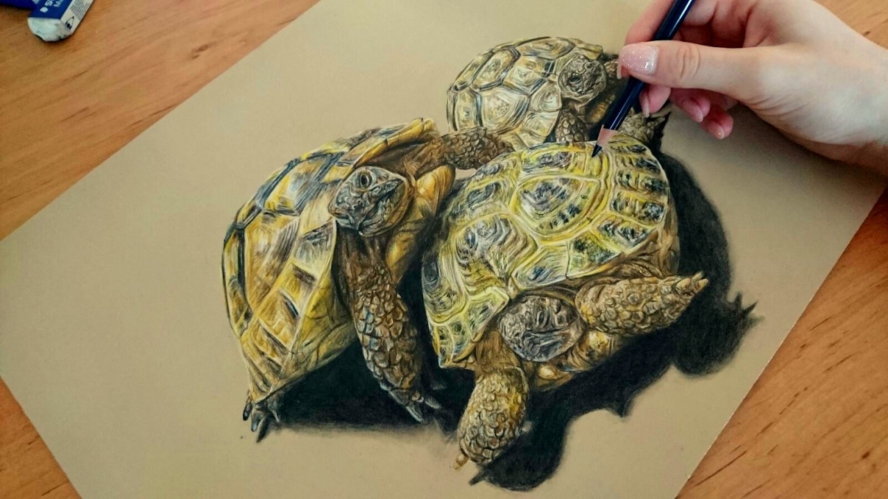 1280x720 Colored Pencil Drawing Tortoise - Turtle Pencil Drawing