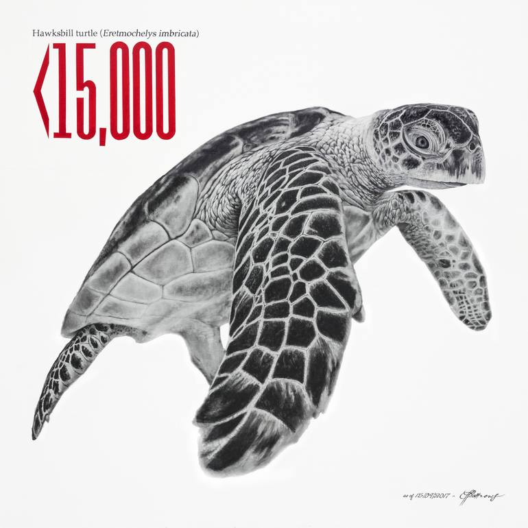 770x770 Hawksbill Turtle Drawing - Turtle Pencil Drawing