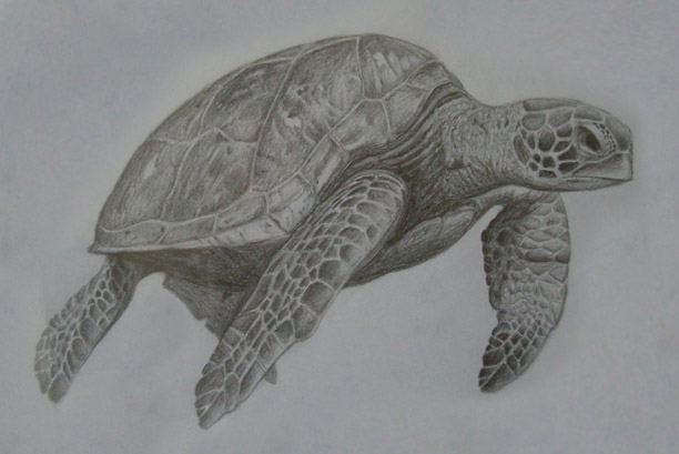 612x409 Pencil Art - Turtle Pencil Drawing