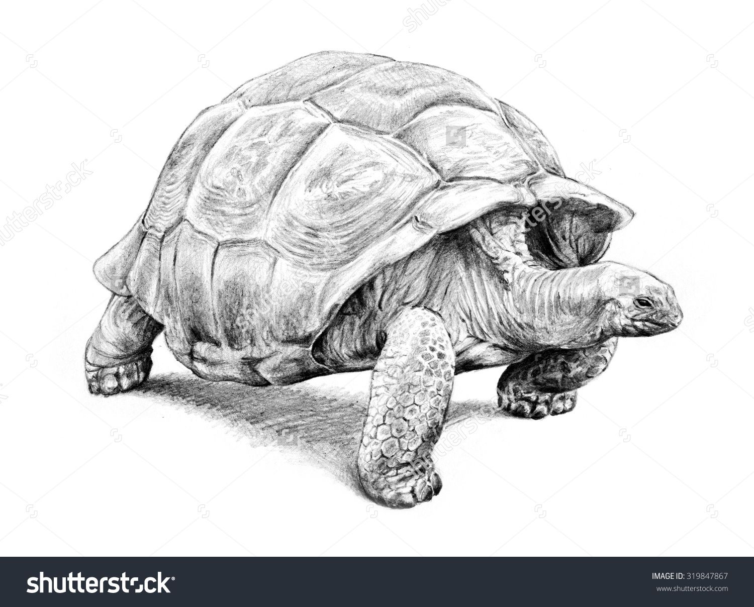 1500x1208 Art Inspiration In Tortoise - Turtle Pencil Drawing