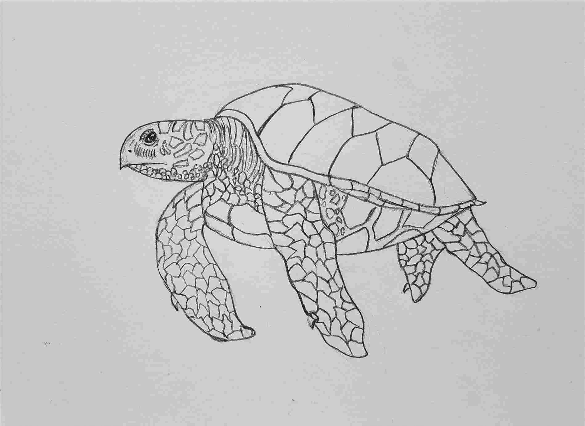 Turtle Pencil Drawing at Explore collection of