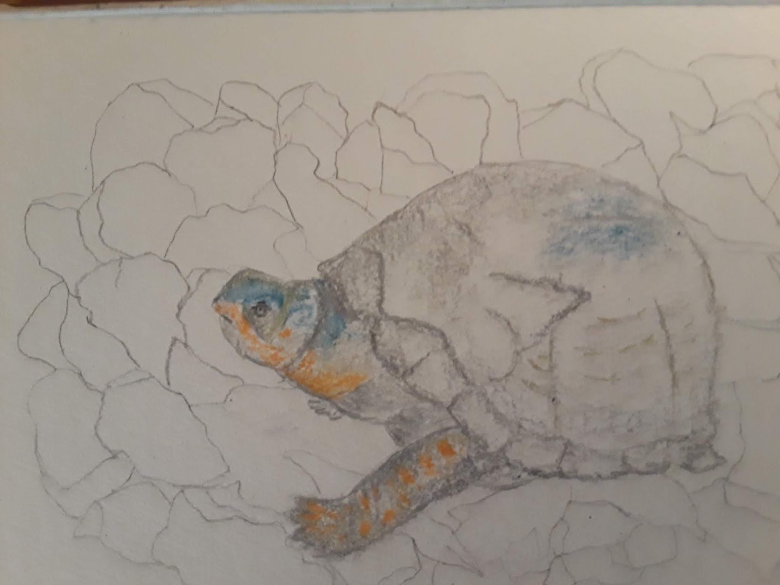 1600x1200 Tom Wagen's Art Our Yard Turtle - Turtle Pencil Drawing