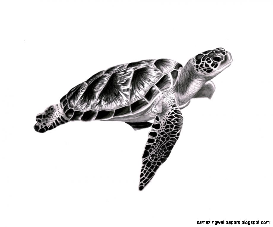 920x765 Turtle Pencil Drawing Amazing Wallpapers - Turtle Pencil Drawing