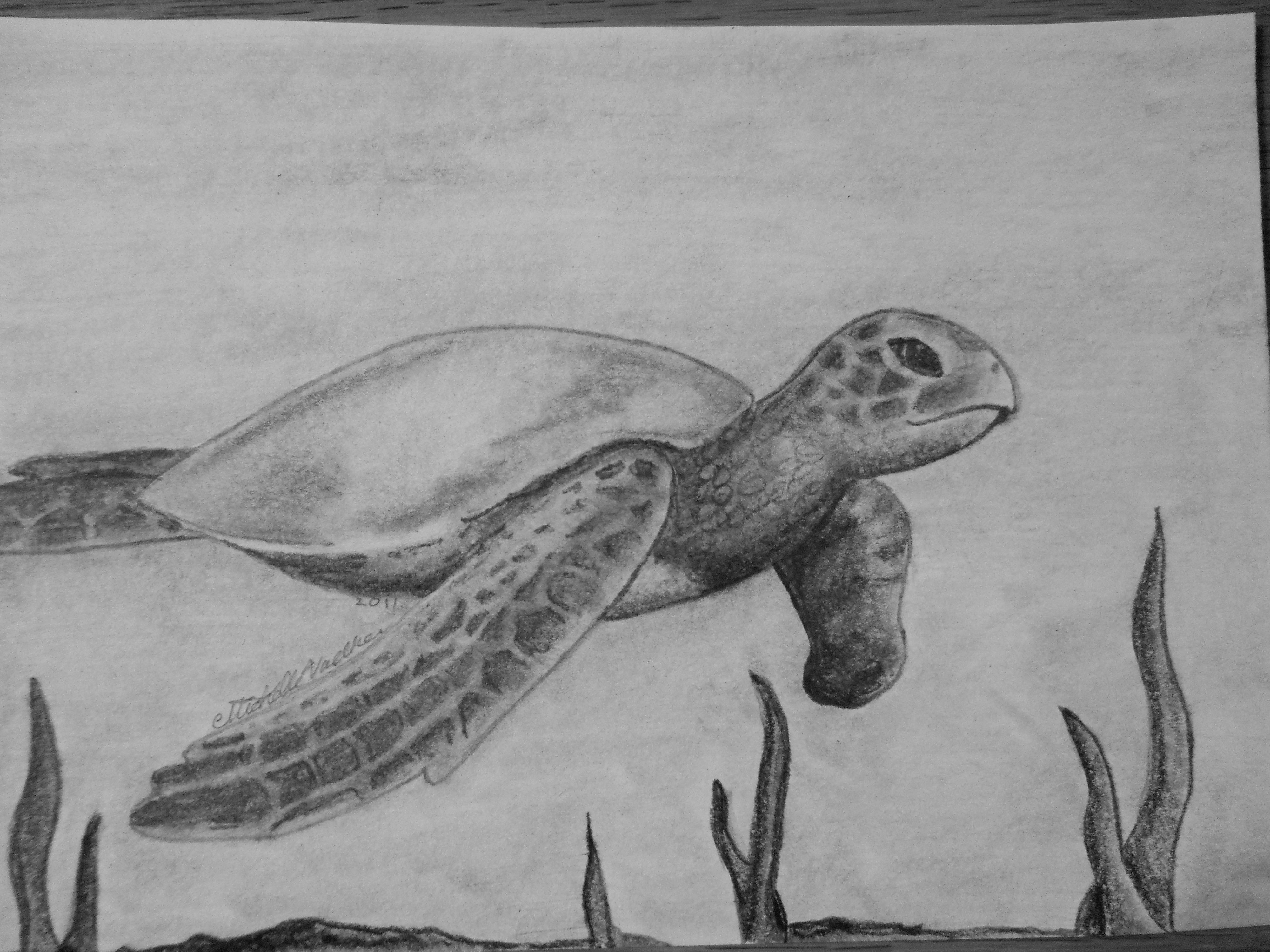 Дальневосточная черепаха нарисовать