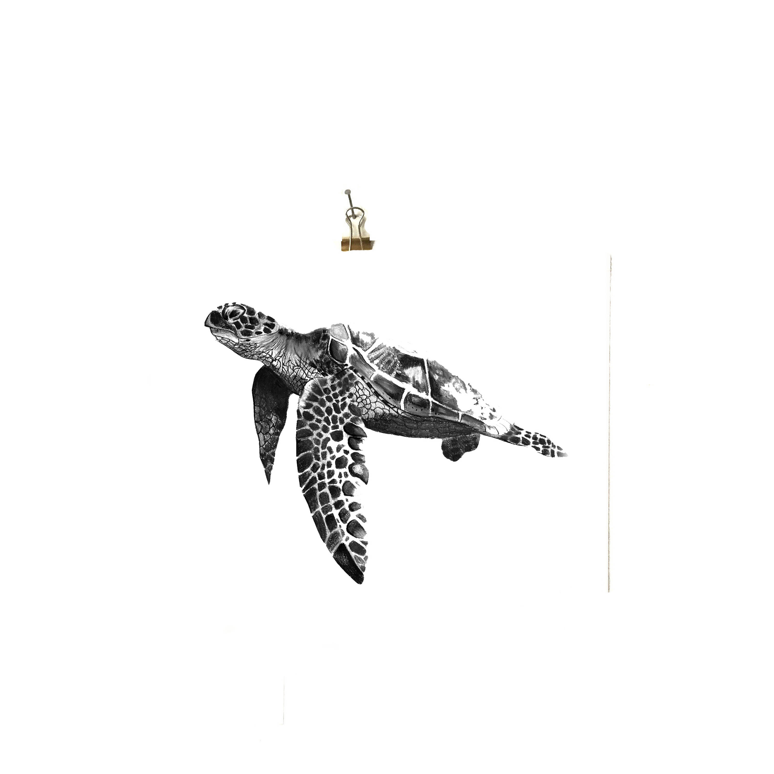 3000x3000 Turtle Print Pencil Print Drawing Illustration Home Decor - Turtle Pencil Drawing