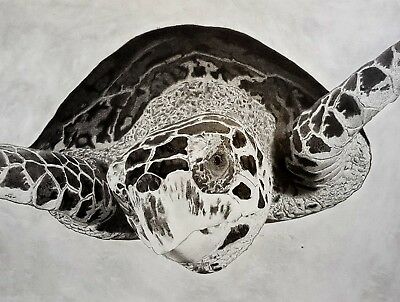 400x302 Sea Turtle Pencil Drawing Original Art Graphite Pencil - Turtle Pencil Drawing