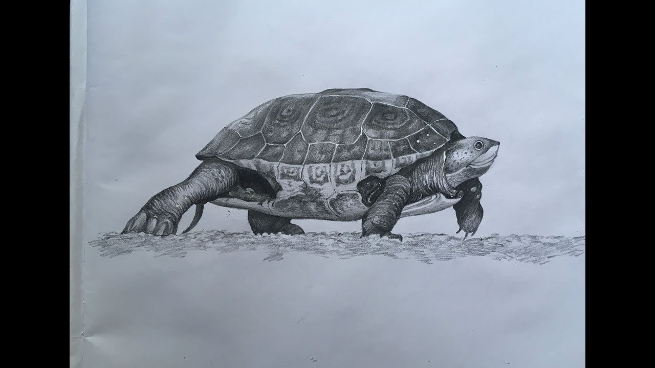 1280x720 Turtle Drawing In Pencil Sea Turtle Pencil Sketch Step - Turtle Pencil Drawing