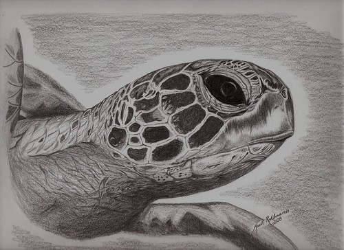 500x364 Turtle Pencil Sketch - Turtle Pencil Drawing
