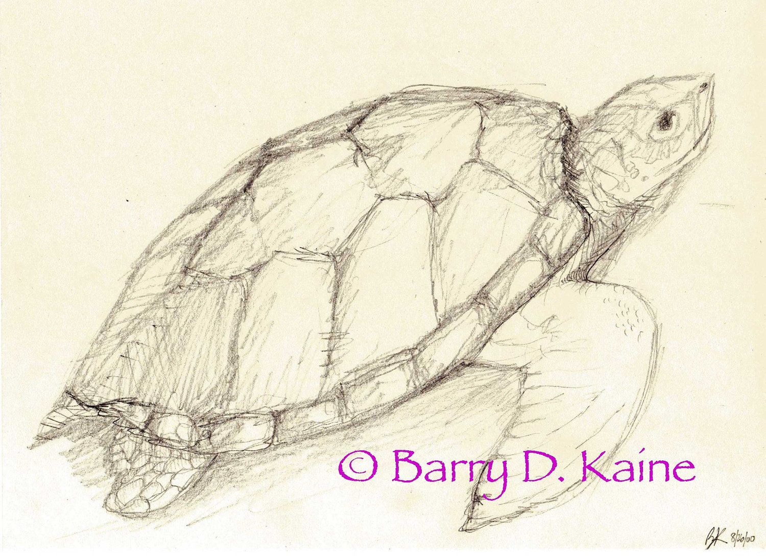 1500x1092 Pencil Drawings Sea Turtle Pencil Drawing Print - Turtle Pencil Drawing