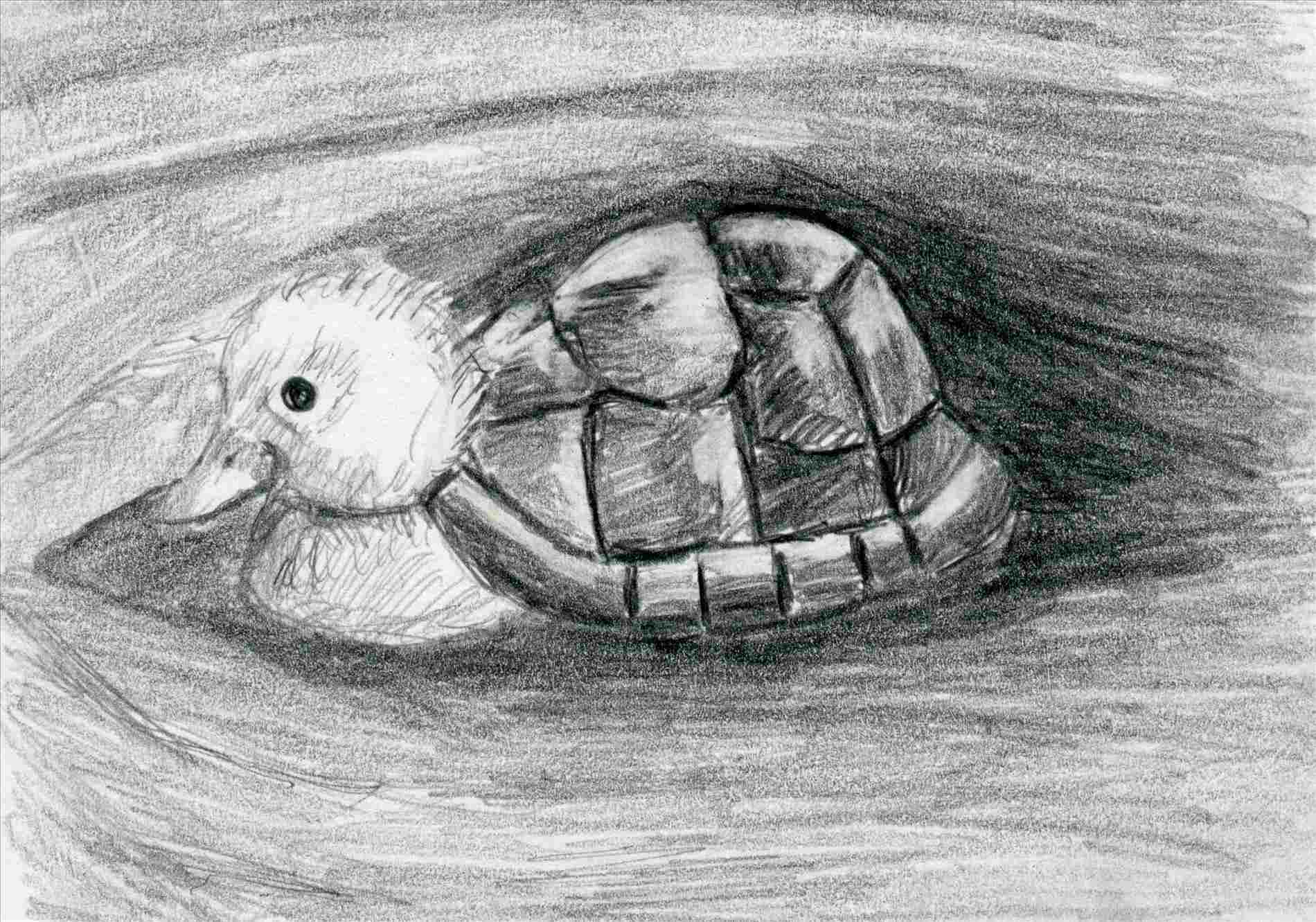 1900x1331 Sea Realistic Turtle Pencil Drawing Turtle Drawing Everything - Turtle Pencil Drawing