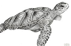 235x153 Best Drawing Ideas Images In Pencil Drawings, Pencil Art - Turtle Pencil Drawing