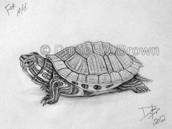 600x448 Baby Red Eared Slider Turtle, Daniel D Brown, Pencil - Turtle Pencil Drawing