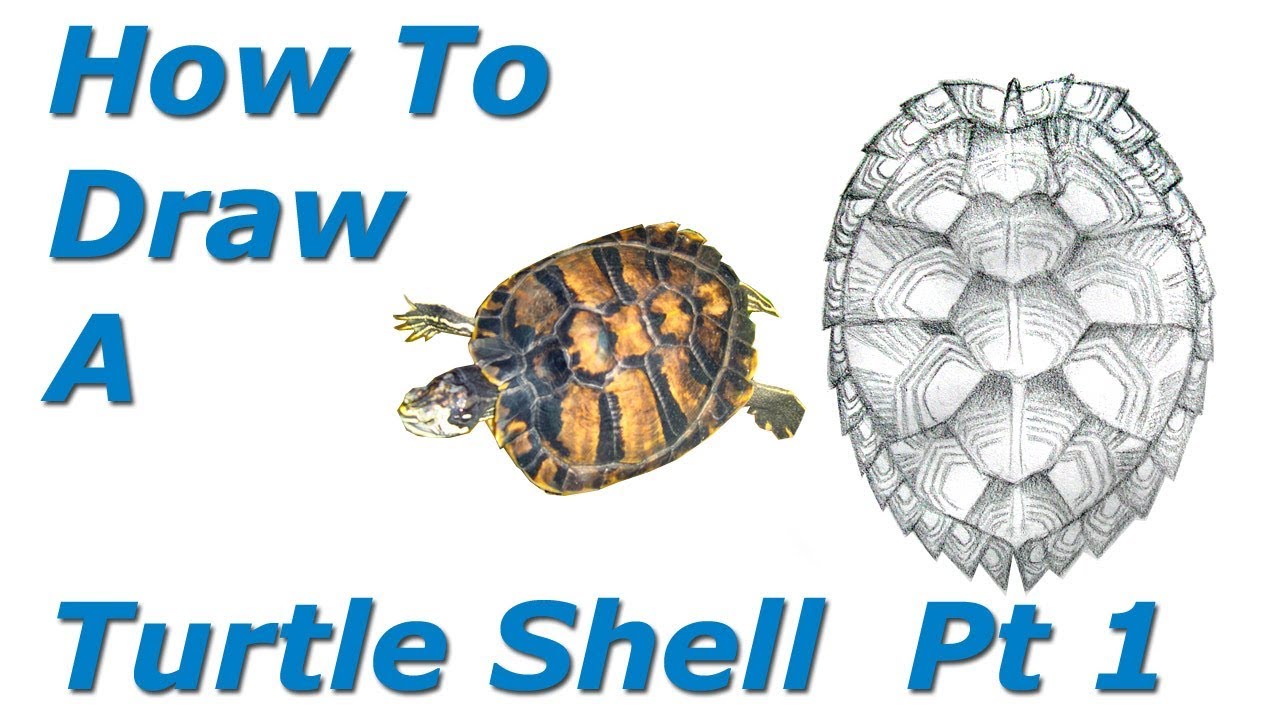 1280x720 How To Draw A Turtle Shell - Turtle Shell Drawing