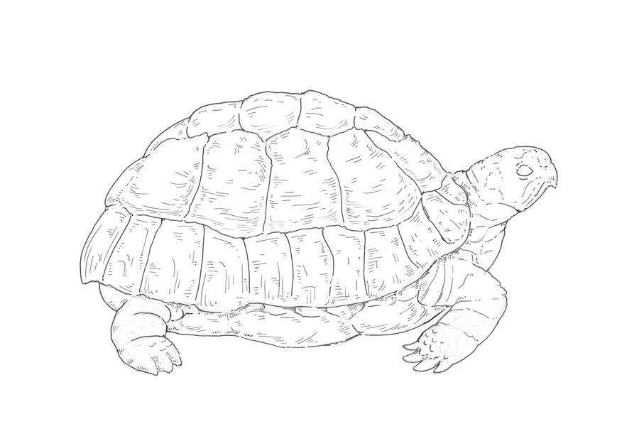 Turtle Shell Drawing at PaintingValley.com | Explore collection of ...