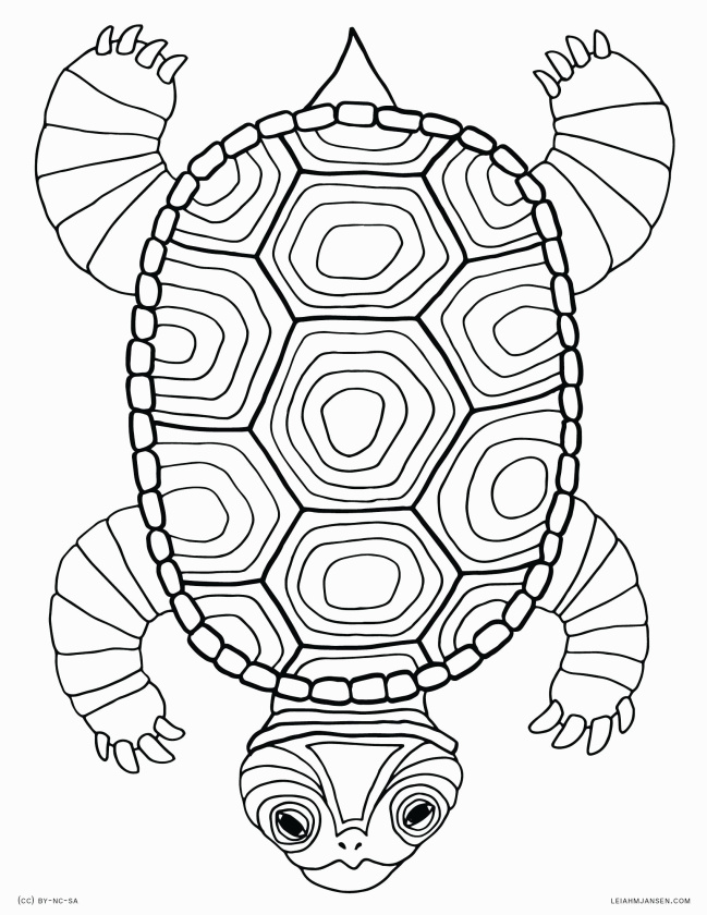 Turtle Shell Drawing at PaintingValley.com | Explore collection of ...