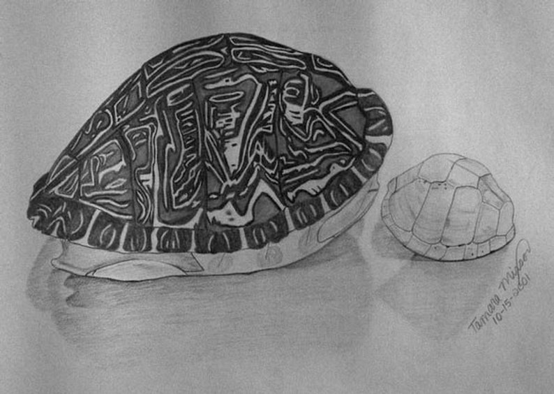 794x564 Turtle Shell Pencil Drawing Still Life Drawing With Etsy - Turtle Shell Drawing