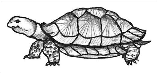 525x242 Understanding Turtles And Tortoises - Turtle Shell Drawing