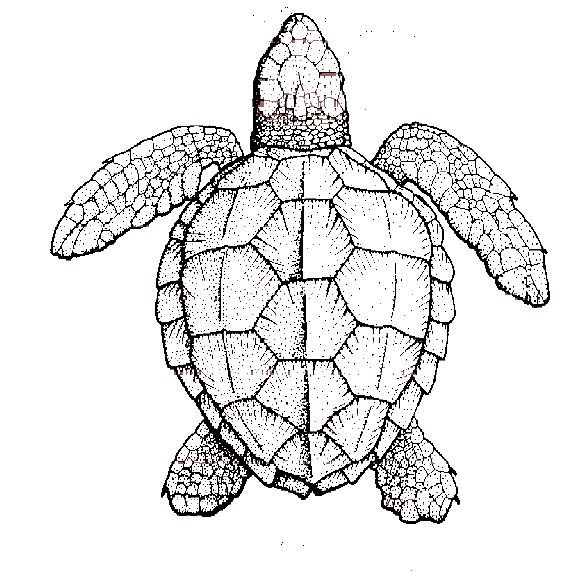 567x572 Symmetry Of Sea Turtle Shell New Tattoo Ideas Turtle Coloring - Turtle Shell Drawing