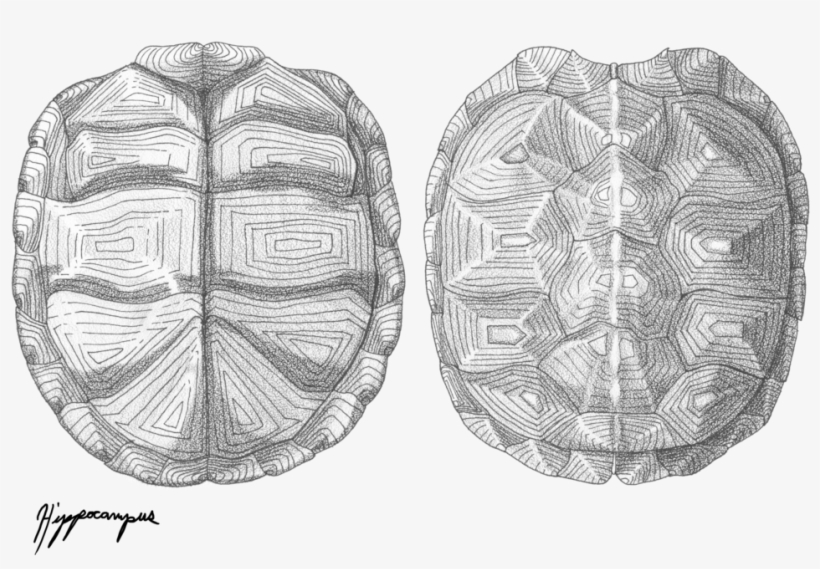 820x569 Drawing Shells Scientific Illustration - Turtle Shell Drawing