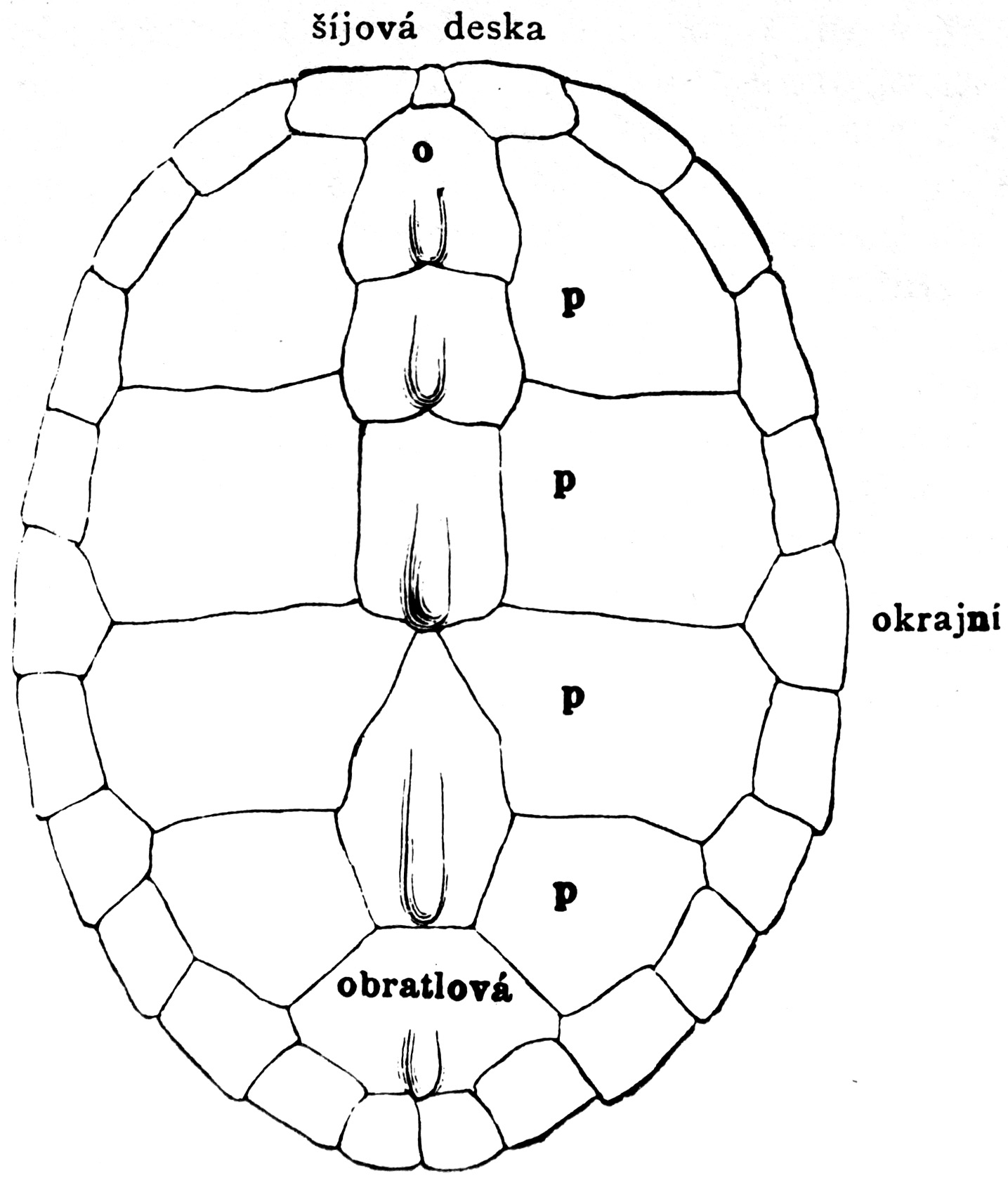 1435x1677 Filecarapace Of A Turtle Shell - Turtle Shell Drawing