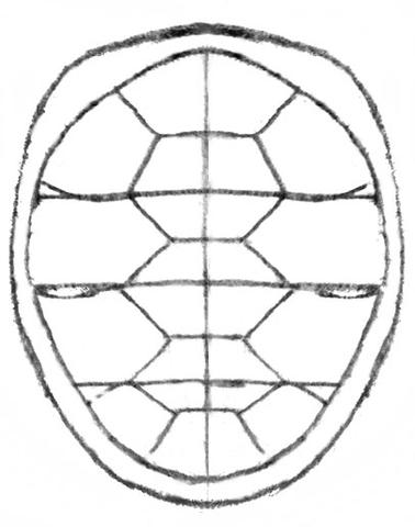 Turtle Shell Pattern Drawing at PaintingValley.com | Explore collection ...