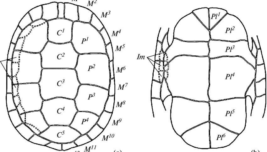 850x486 general structural pattern of pholidosis of the turtle shell - Turtle Shell Pattern Drawing