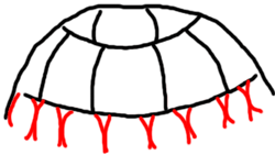 250x141 How To Draw Turtles With Easy Step - Turtle Shell Pattern Drawing