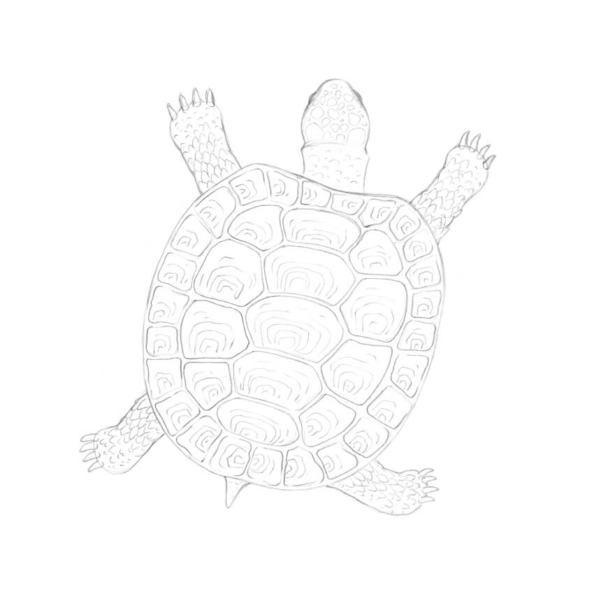 850x850 How To Draw A Turtle - Turtle Shell Pattern Drawing
